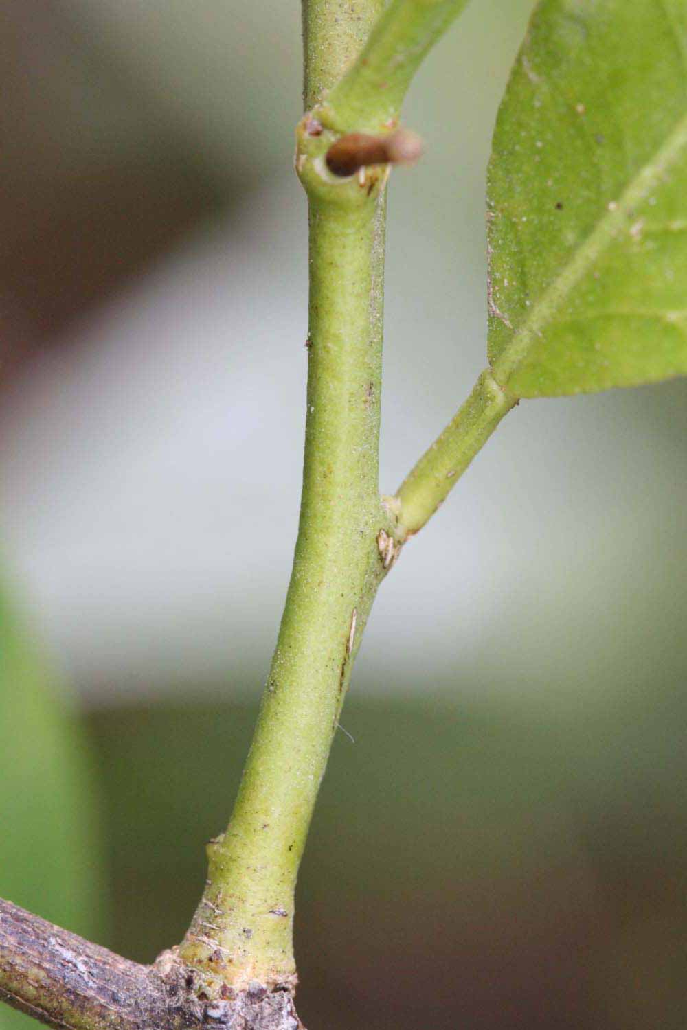            First year twig (Riverside, CA)   